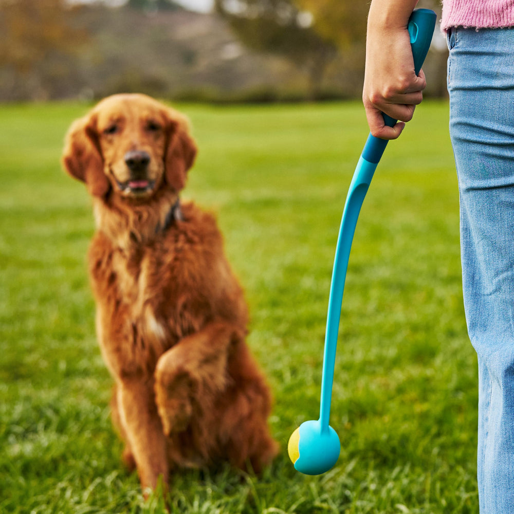 GoSports escena exterior con perro corriendo para ejercicio activo