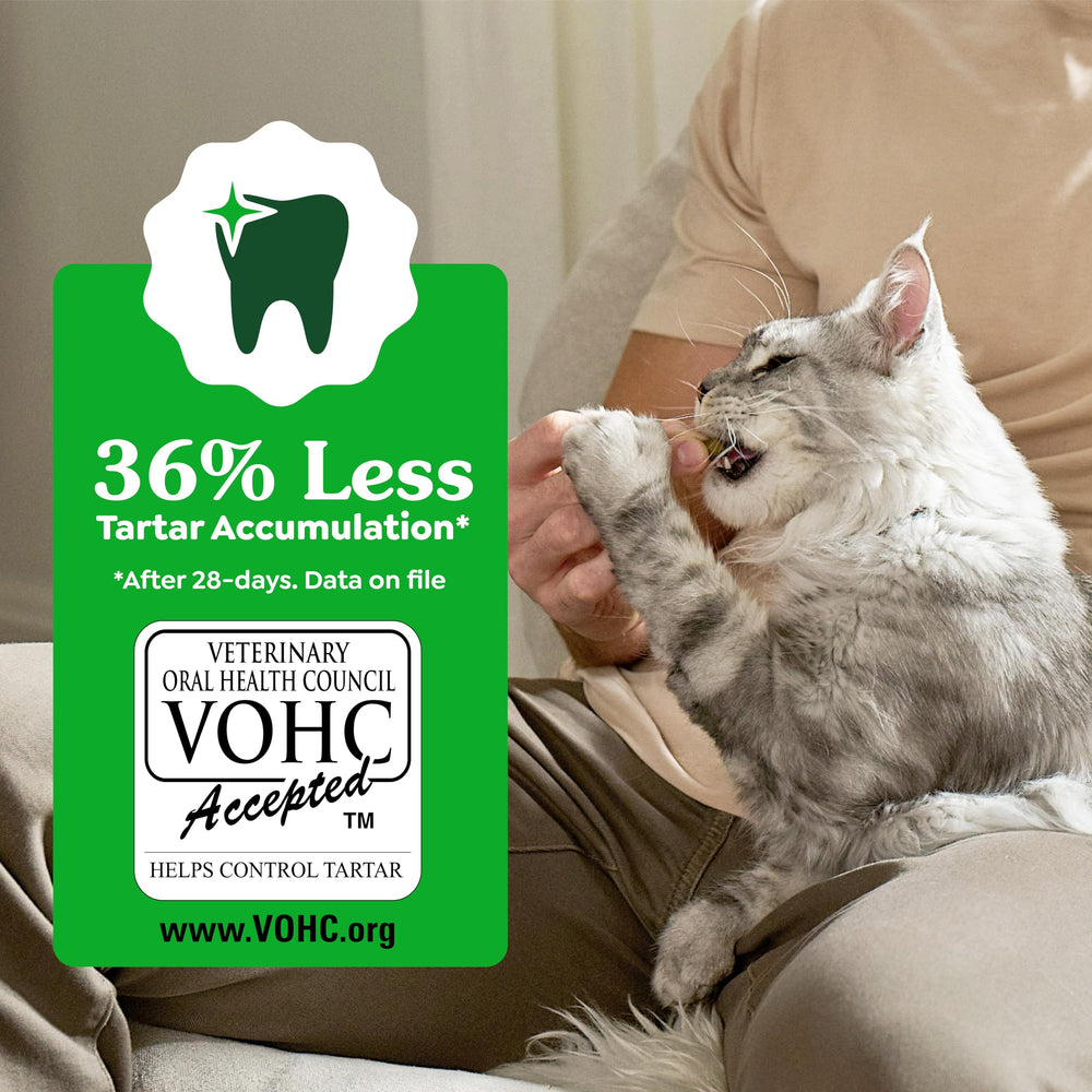 Cat eagerly eating Greenies treat demonstrating enjoyment and oral-care action