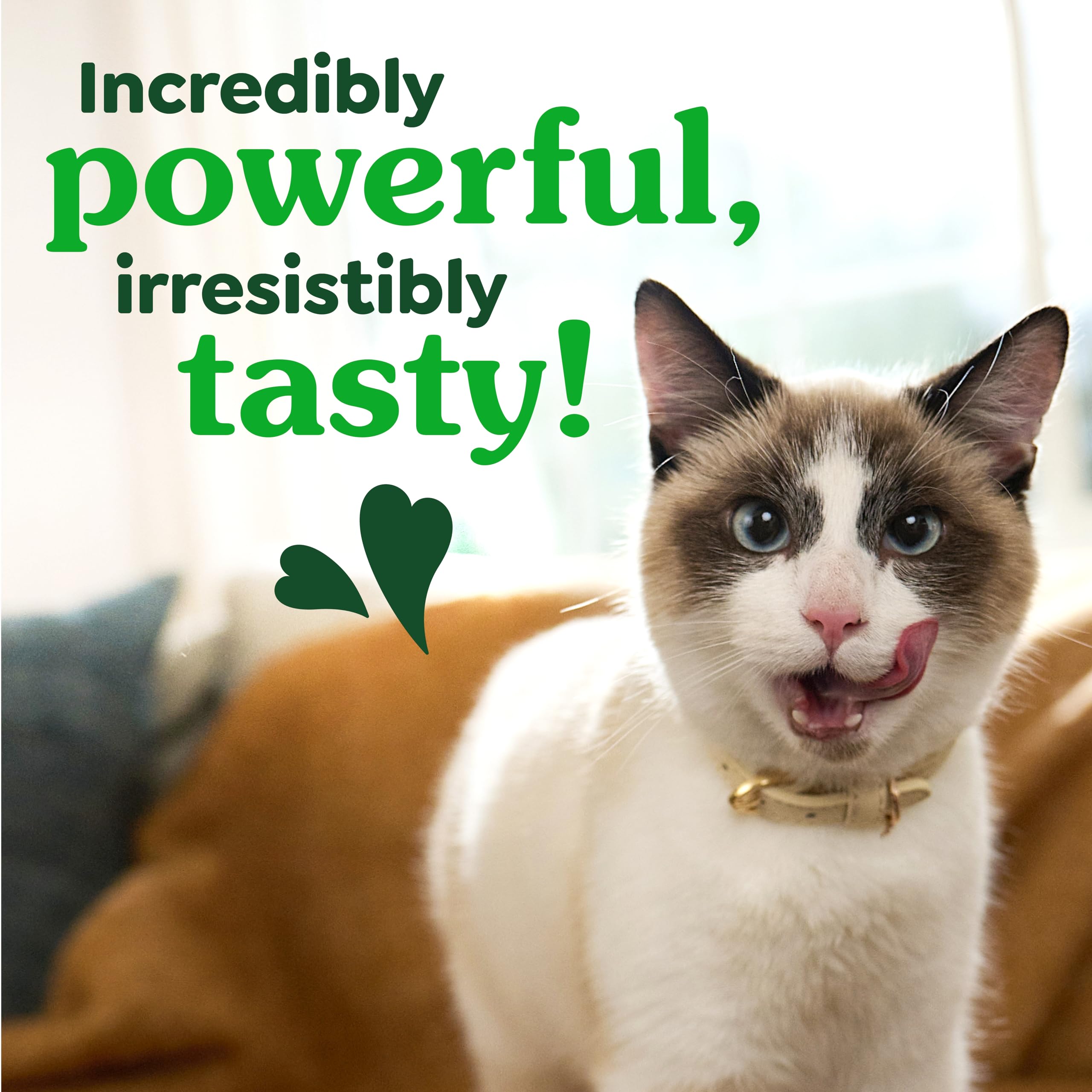 Cat enjoying Greenies treat, demonstrating chewing and palatability