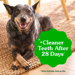 Perro pequeño mordiendo Greenies Teenie, demostrando masticación segura y limpieza dental.