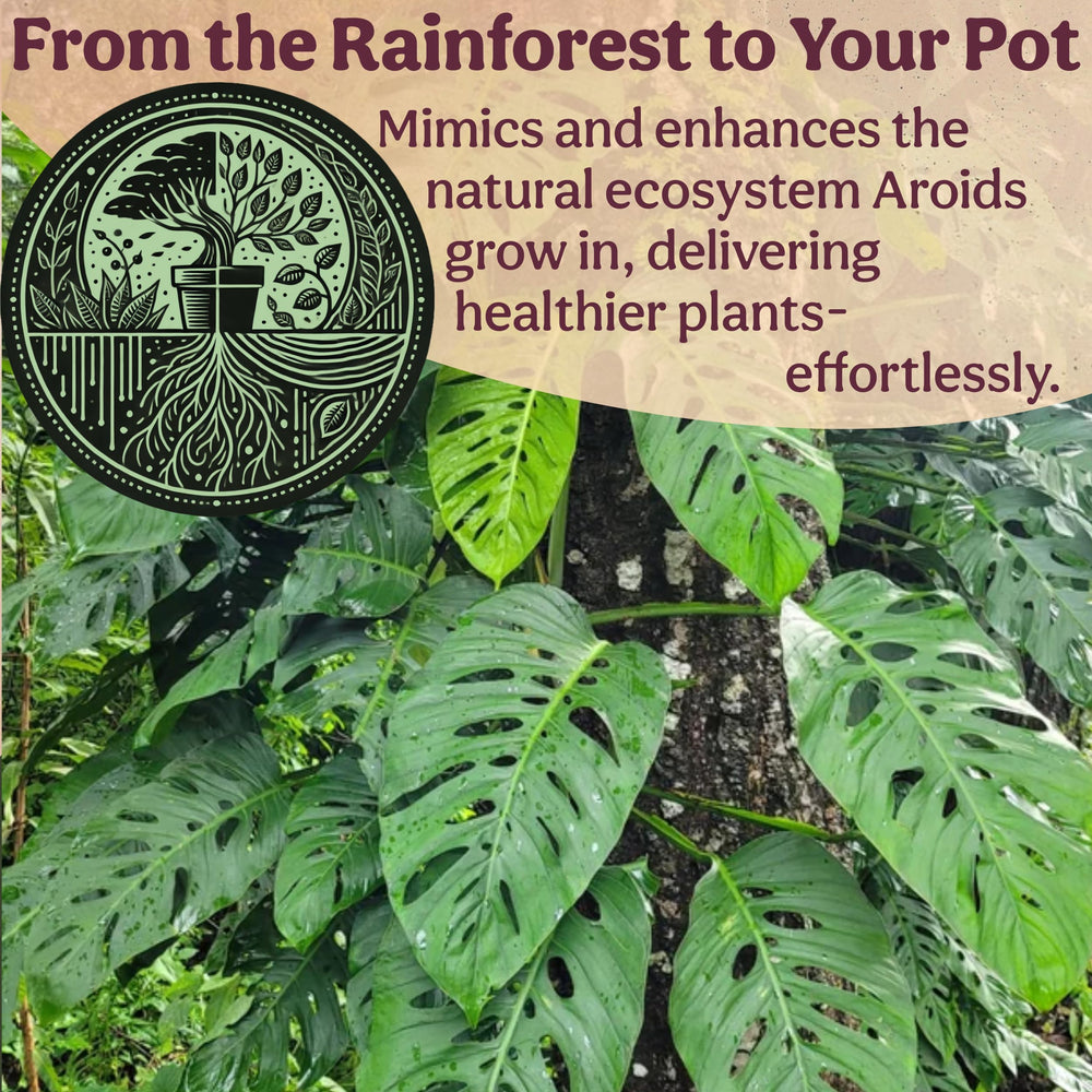 Grow Queen mix used to repot a Monstera showing healthier root environment