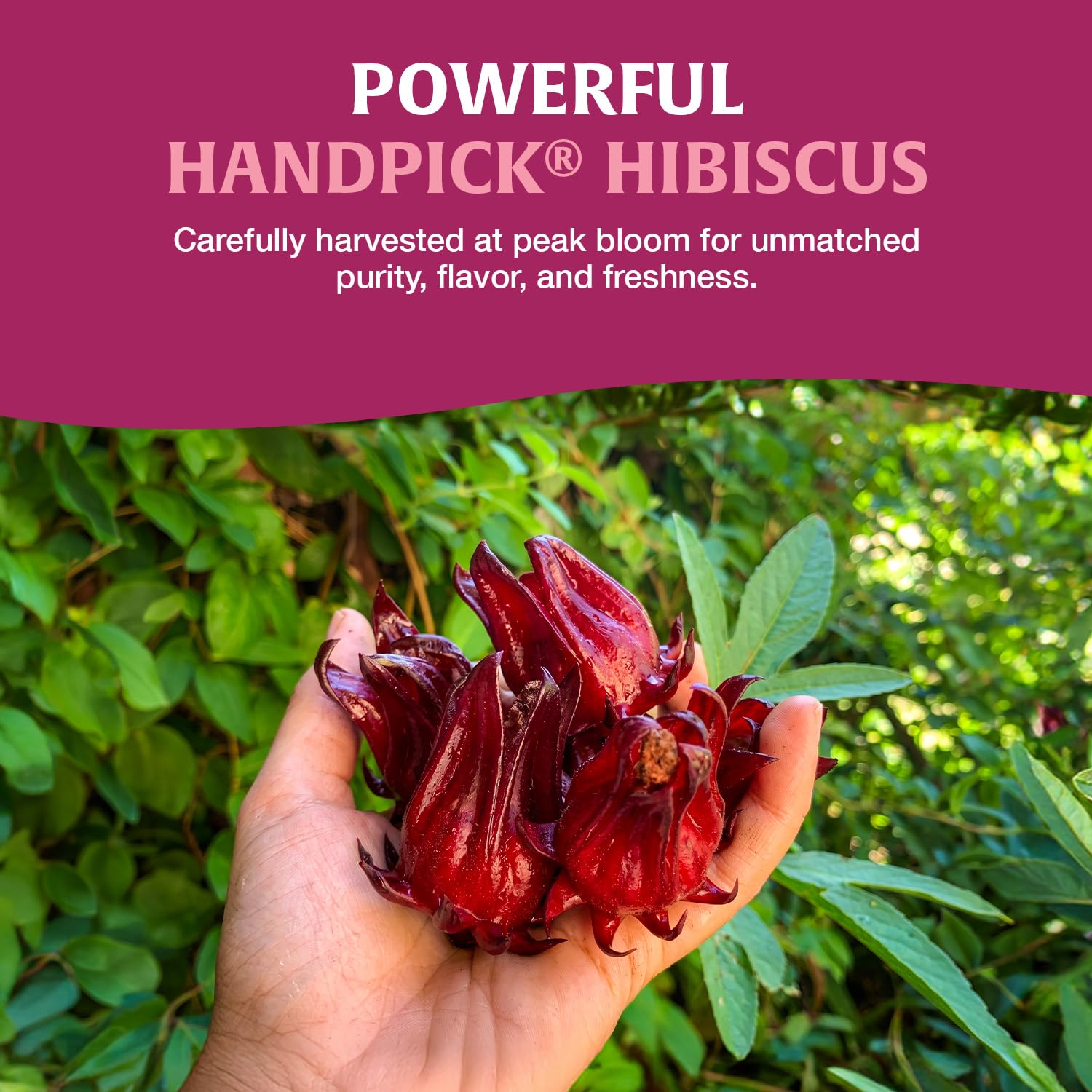 HANDPICK primer plano de una bolsita, textura sin pegamento y diseño eco‑consciente