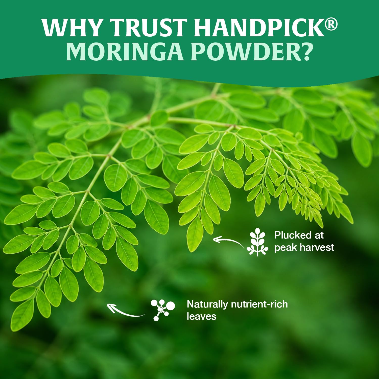HANDPICK latte con moringa espumoso para bebidas caseras