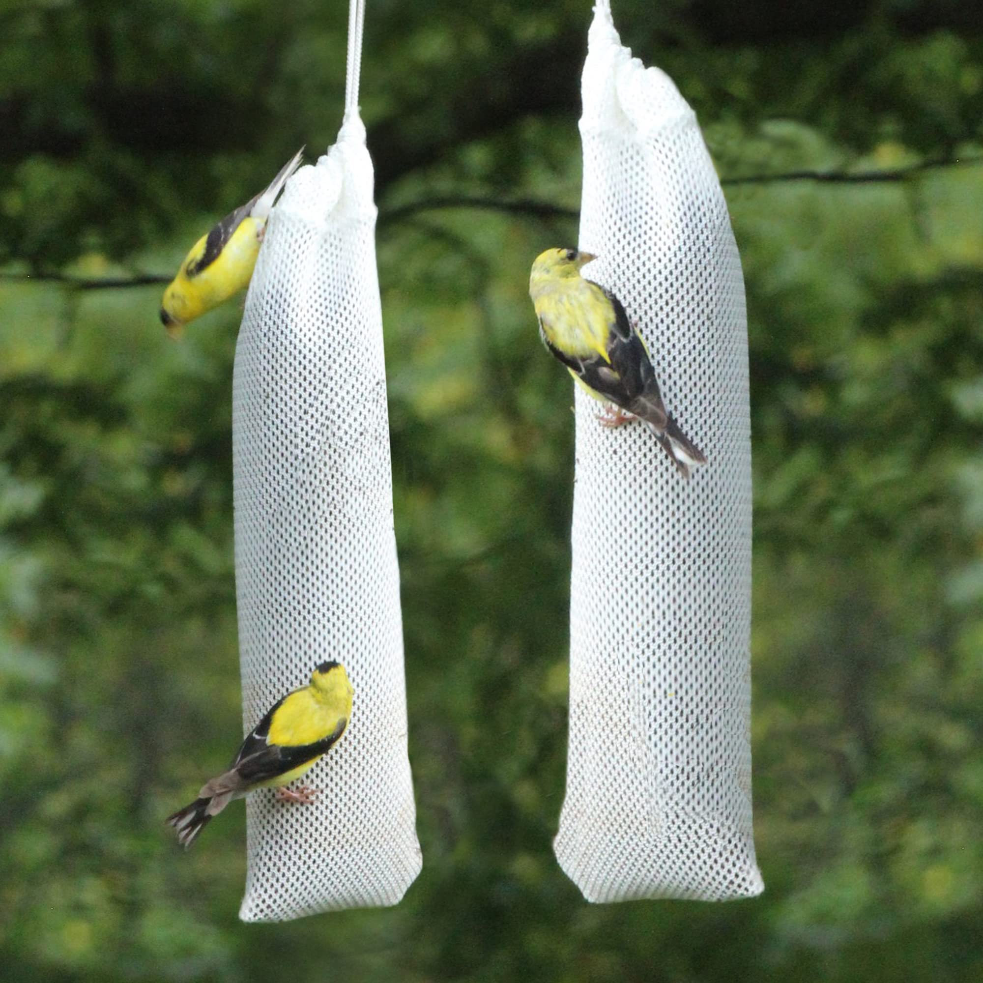 Happy Wings calceta colgada en rama atrayendo pinzones y aves