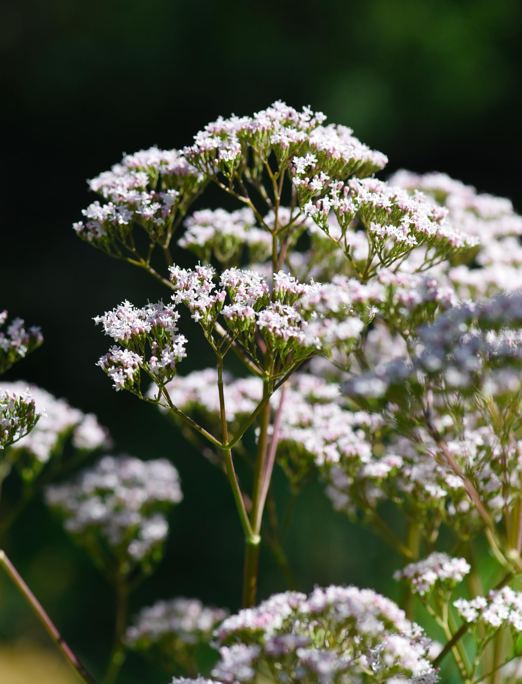 Herb Pharm campo de cultivo regenerativo donde crece la valeriana orgánica