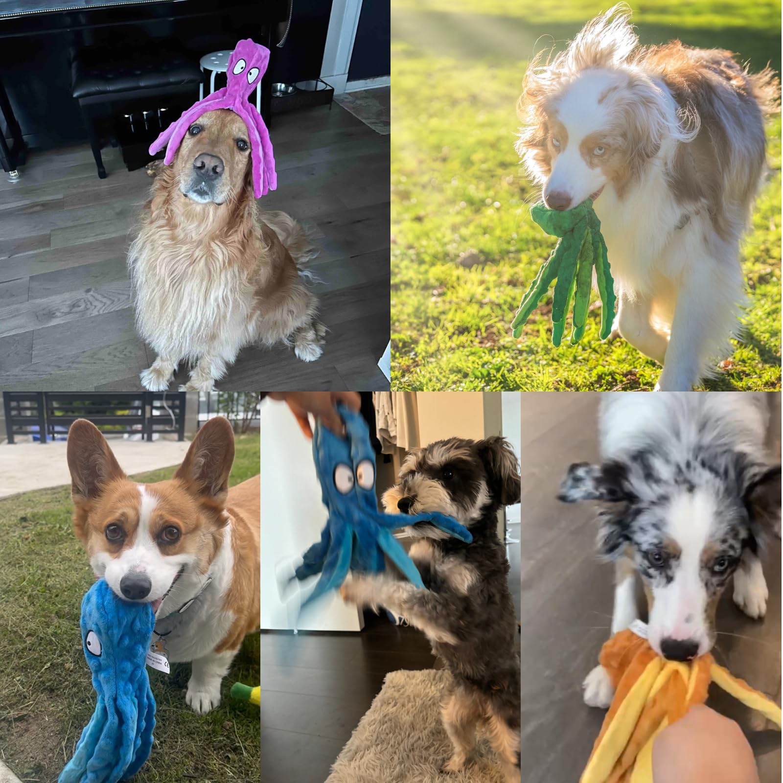 HGB pulpo perro llevándolo en boca, fácil de transportar y jugar