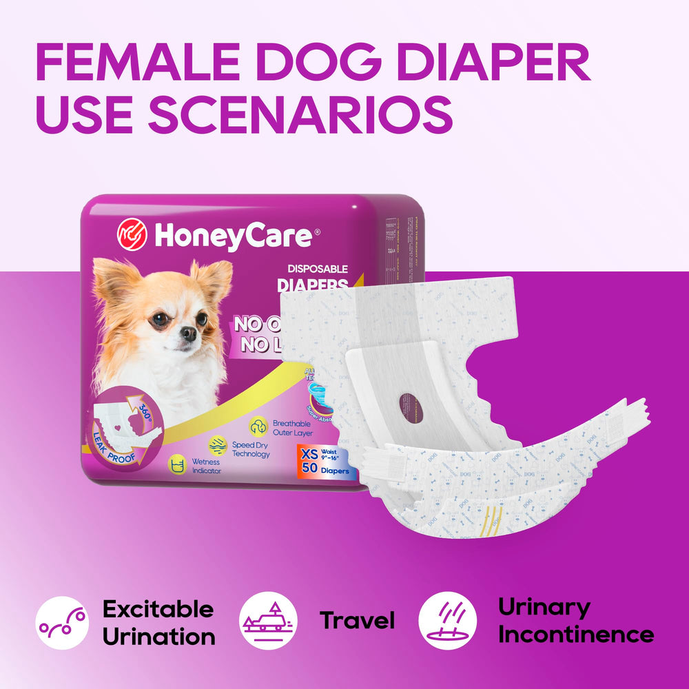 HONEY CARE perro pequeño usando pañal en interior para comodidad y higiene
