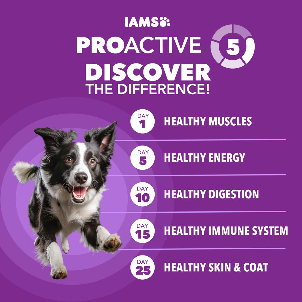 IAMS textura del kibble en primer plano que ilustra crocancia y digestibilidad