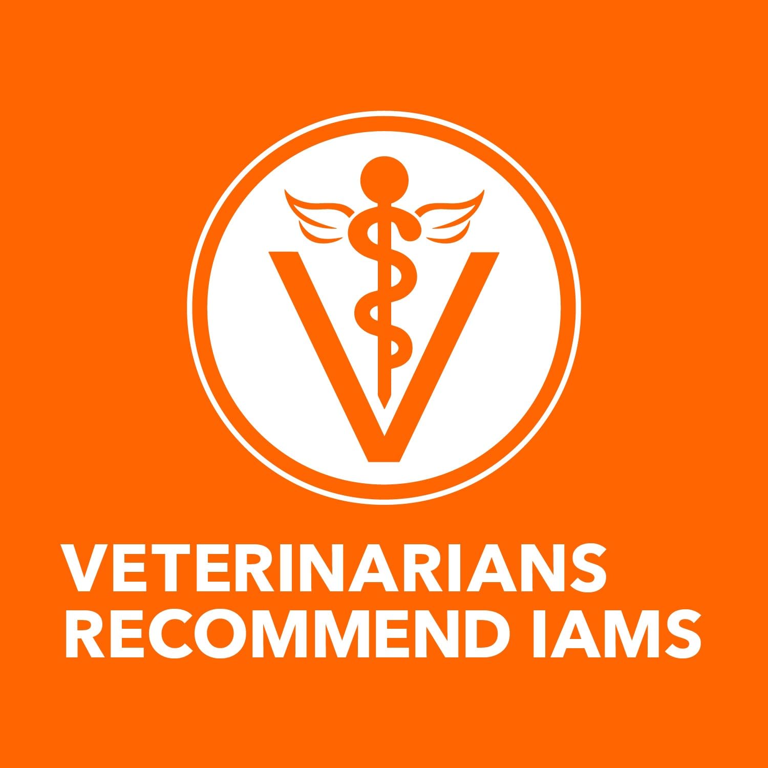 IAMS gato comiendo paté, aceptación y satisfacción visibles