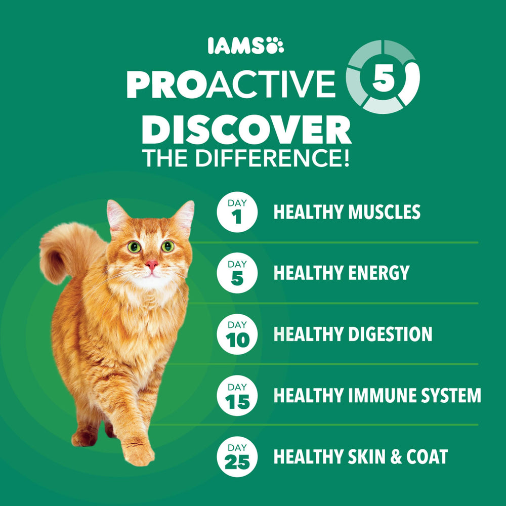 IAMS pienso servido en plato demostrando apariencia apetitosa