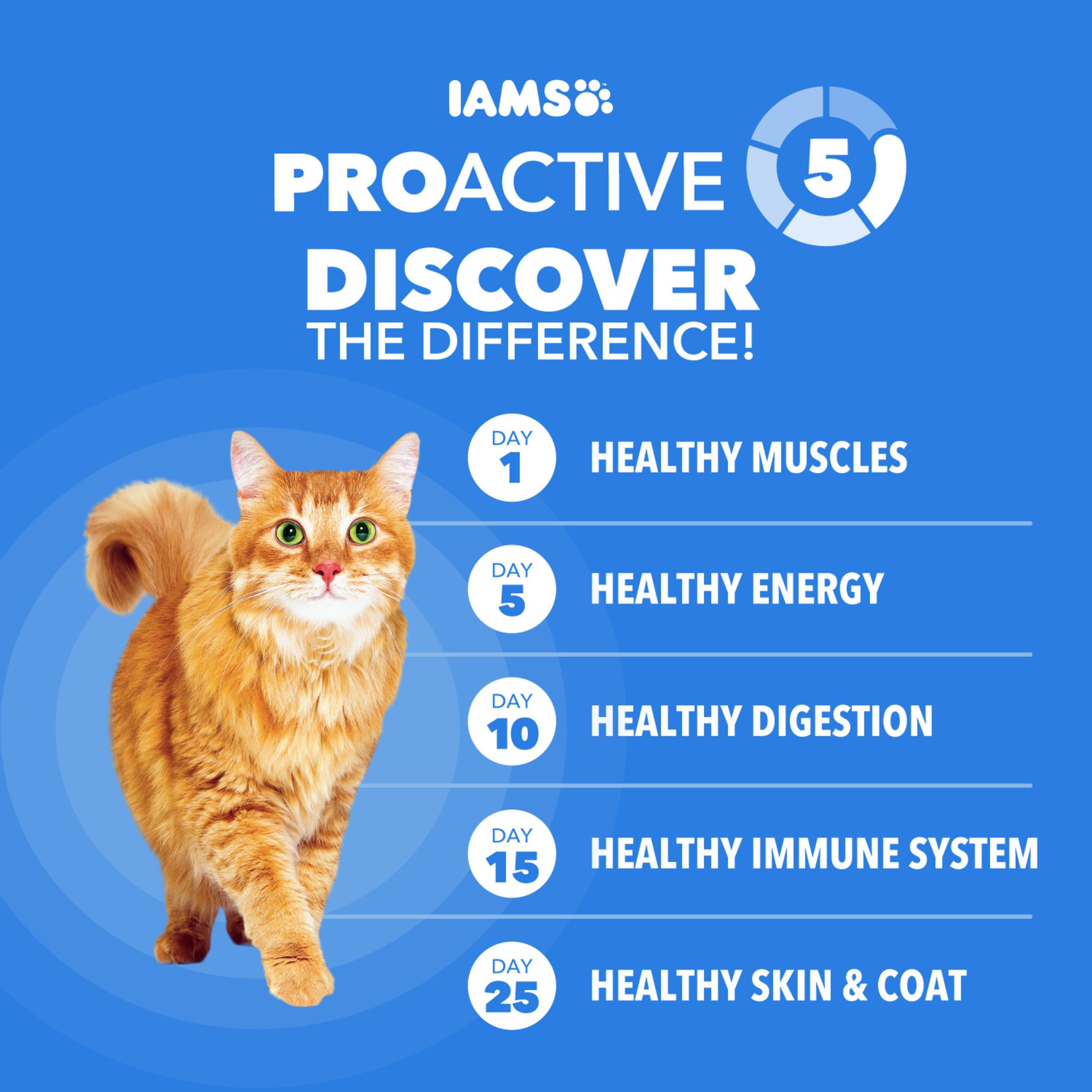 IAMS tazón con pienso servido que facilita raciones diarias