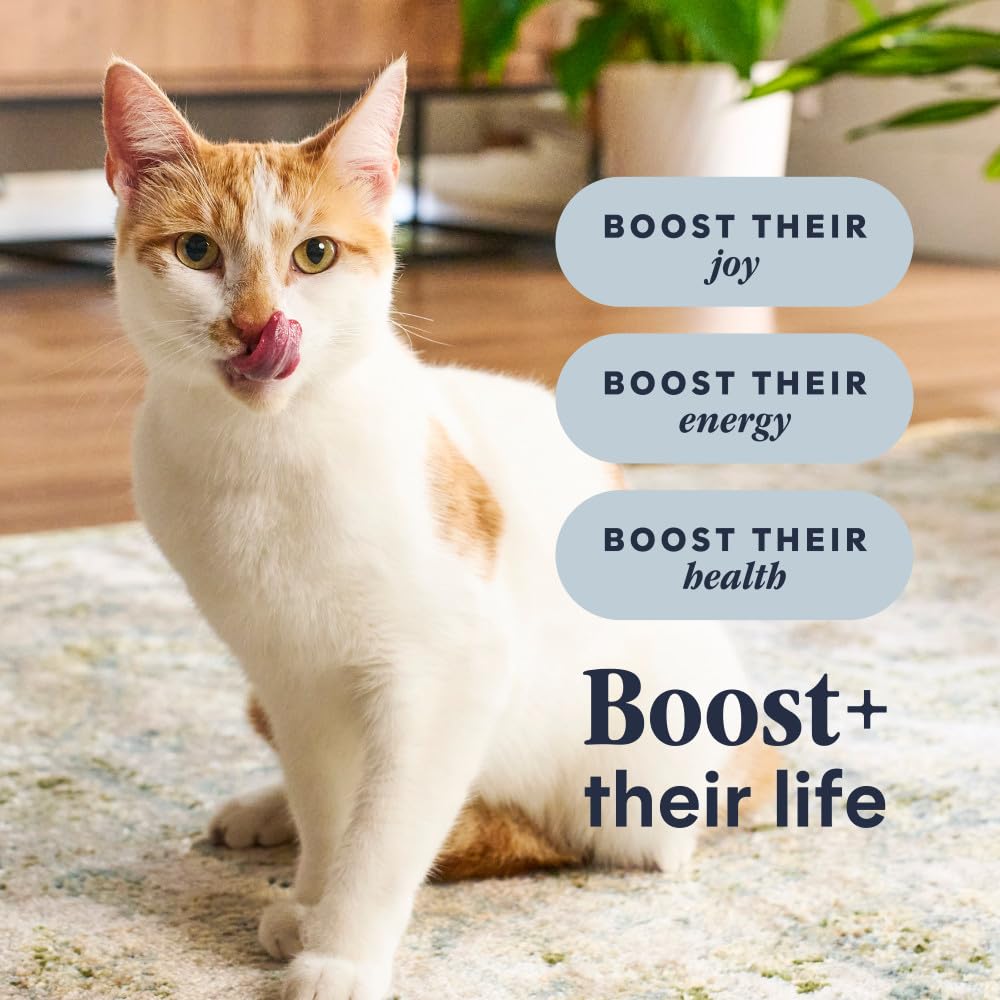 Cat eating Instinct RawBoost from bowl showing appetite appeal