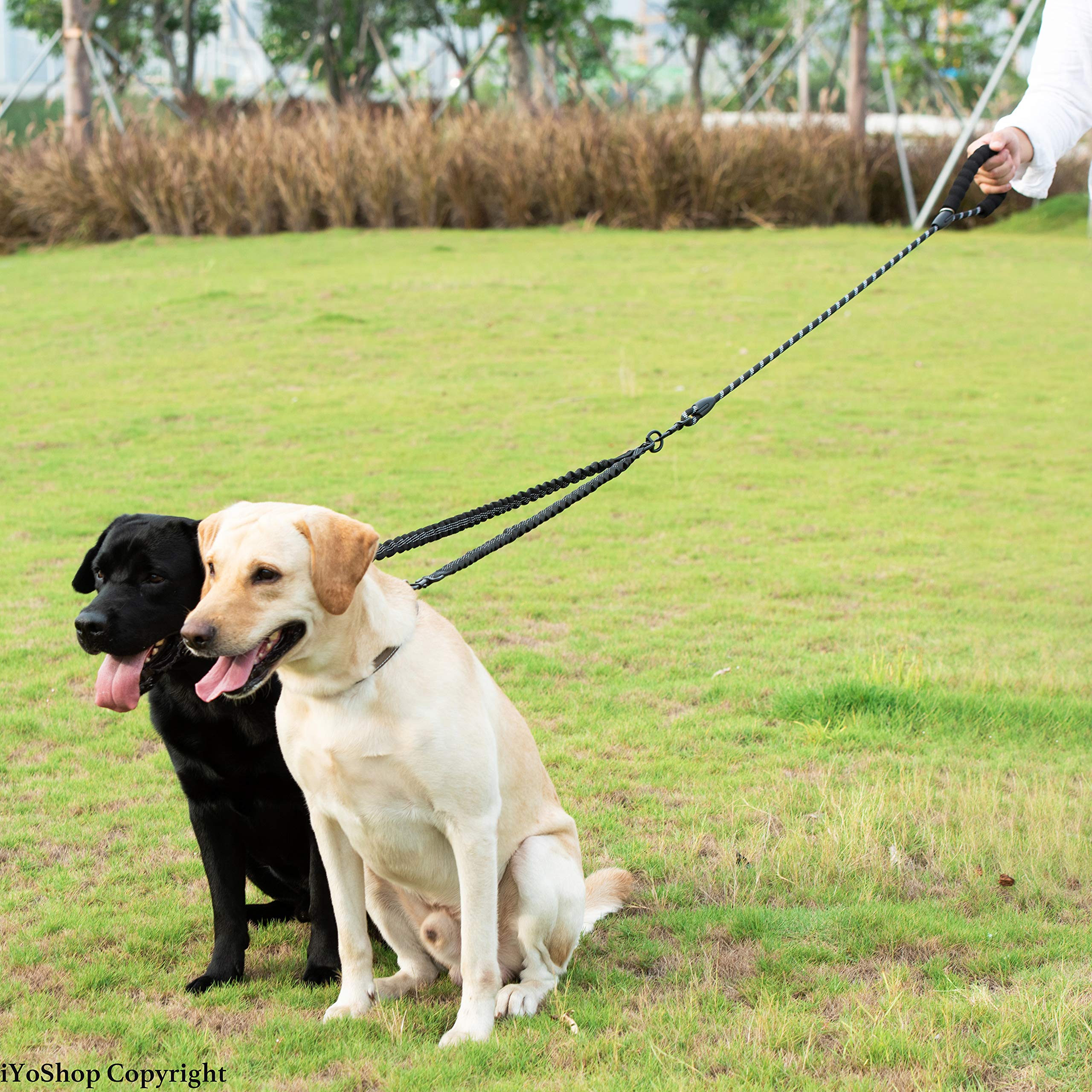 iYoShop correa en uso en parque con dos perros medianos disfrutando libertad controlada