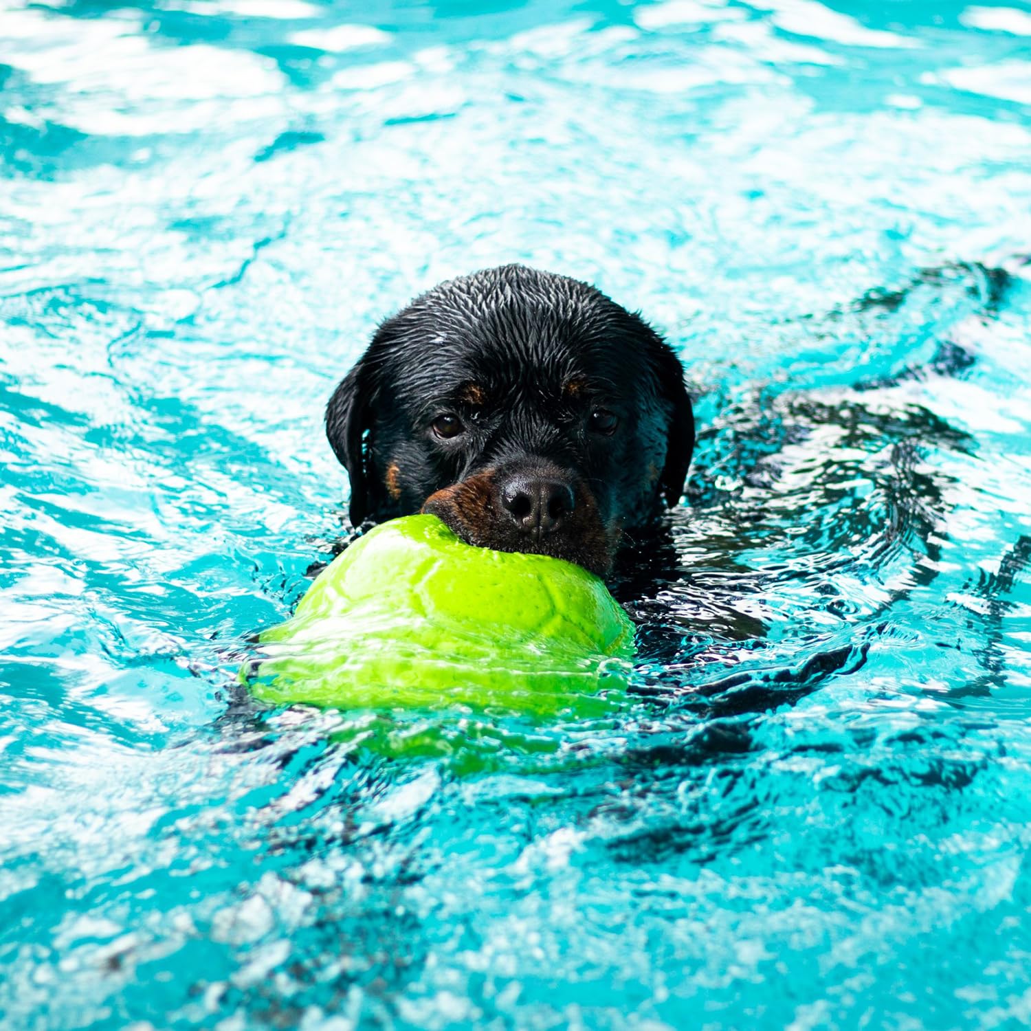 Jolly Pets ball bouncing on grass showing lively bounce to encourage chasing and jumps