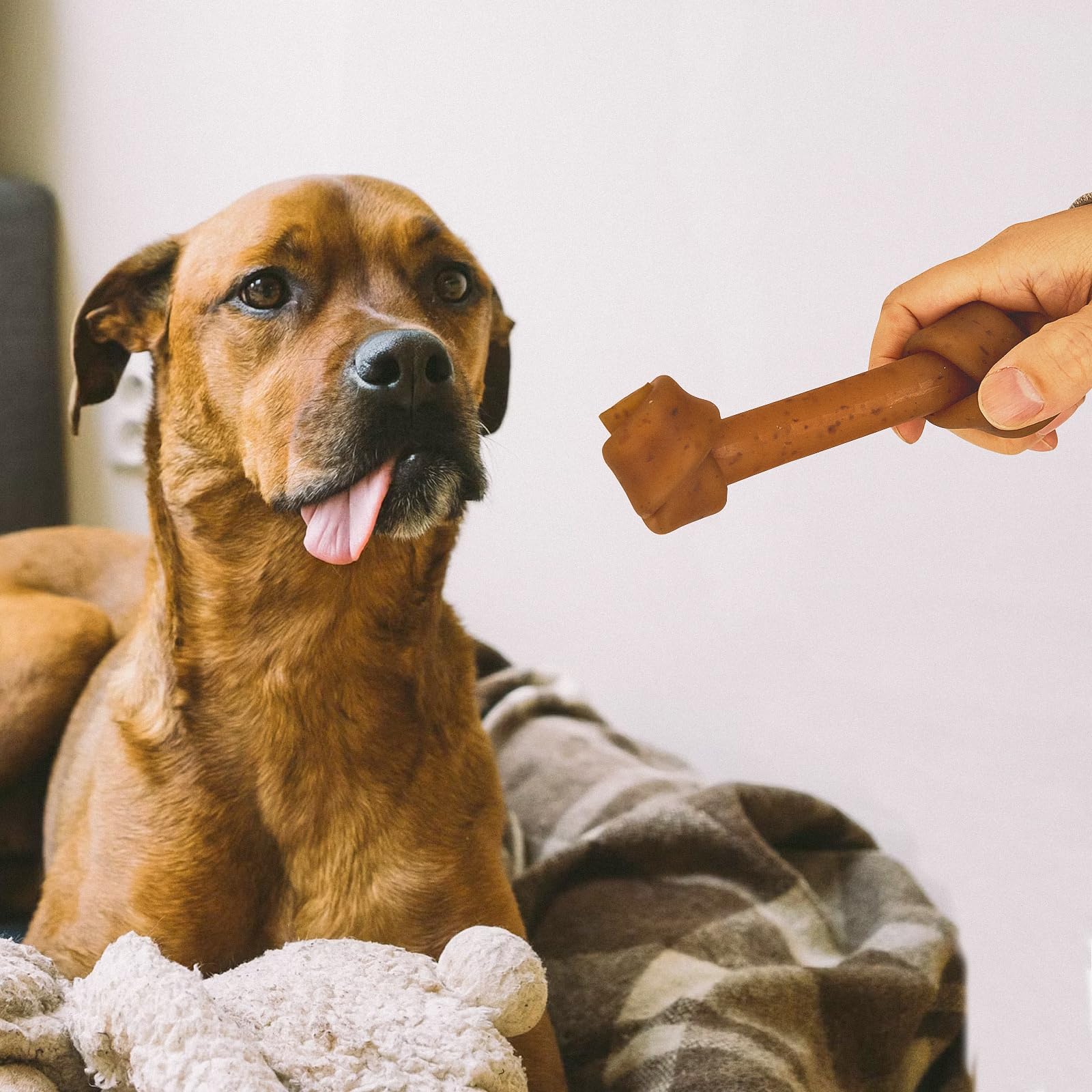 Jungle Calling paseo con perro y hueso, ideal para actividades al aire libre