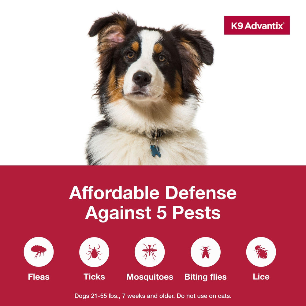 Aplicación de K9 Advantix en hombro de perro para protección mensual