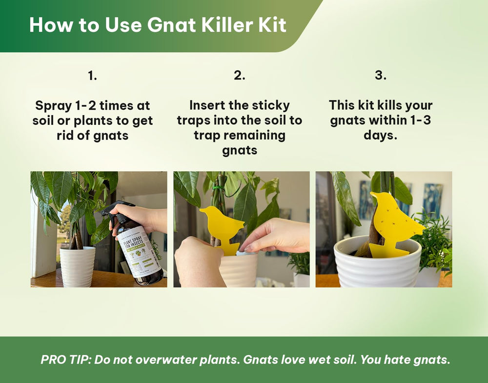 Kate's Home & Garden spray aplicado en maceta, reduce poblaciones de hongos