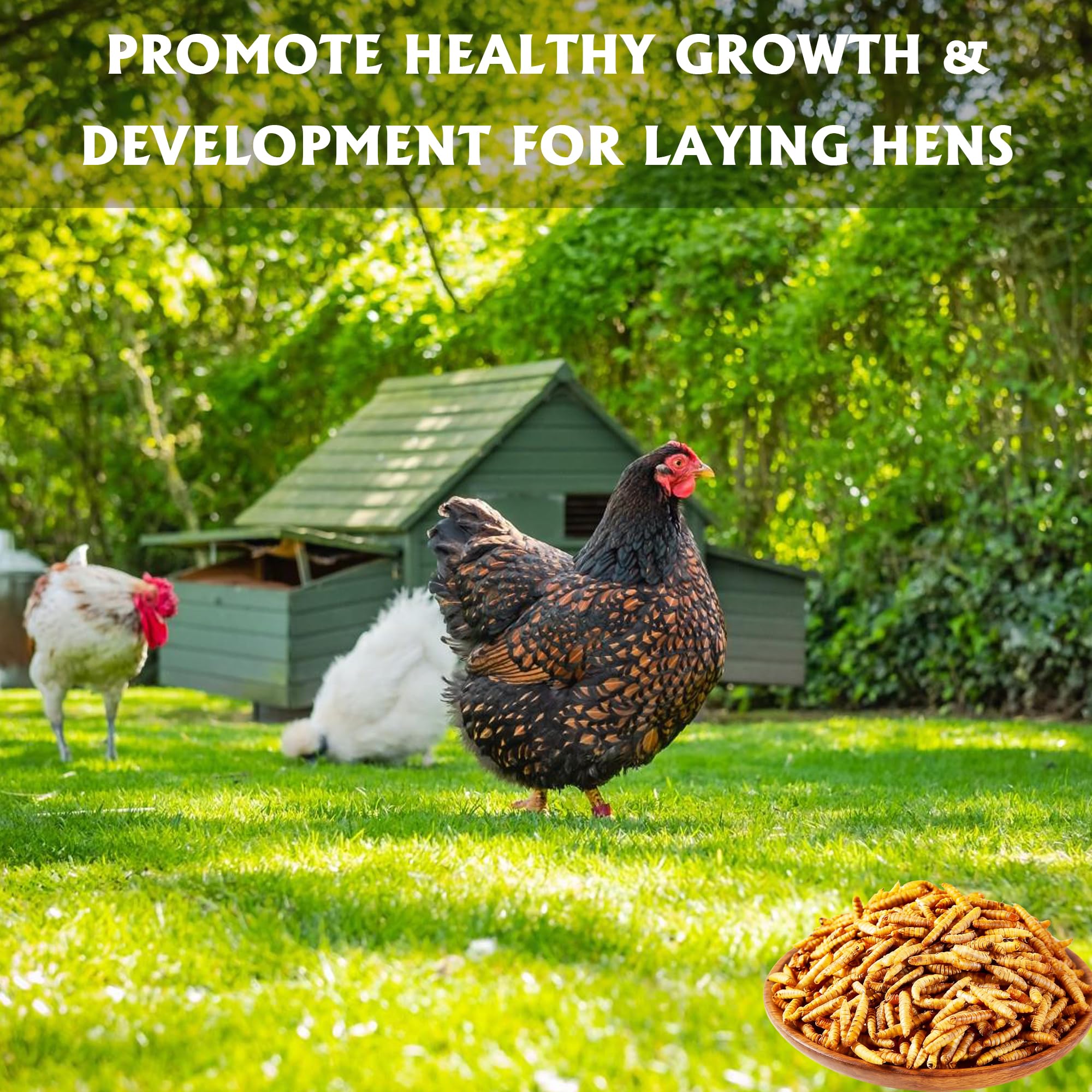 KAYPET larvas en comedero con gallinas picoteando para mayor apetito