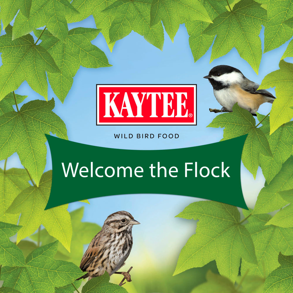 Kaytee cardinal alimentándose de la mezcla atraído por pipas de girasol