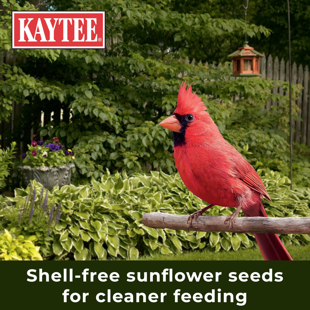 Kaytee ambiente de jardín con comedero, mejora la observación de aves