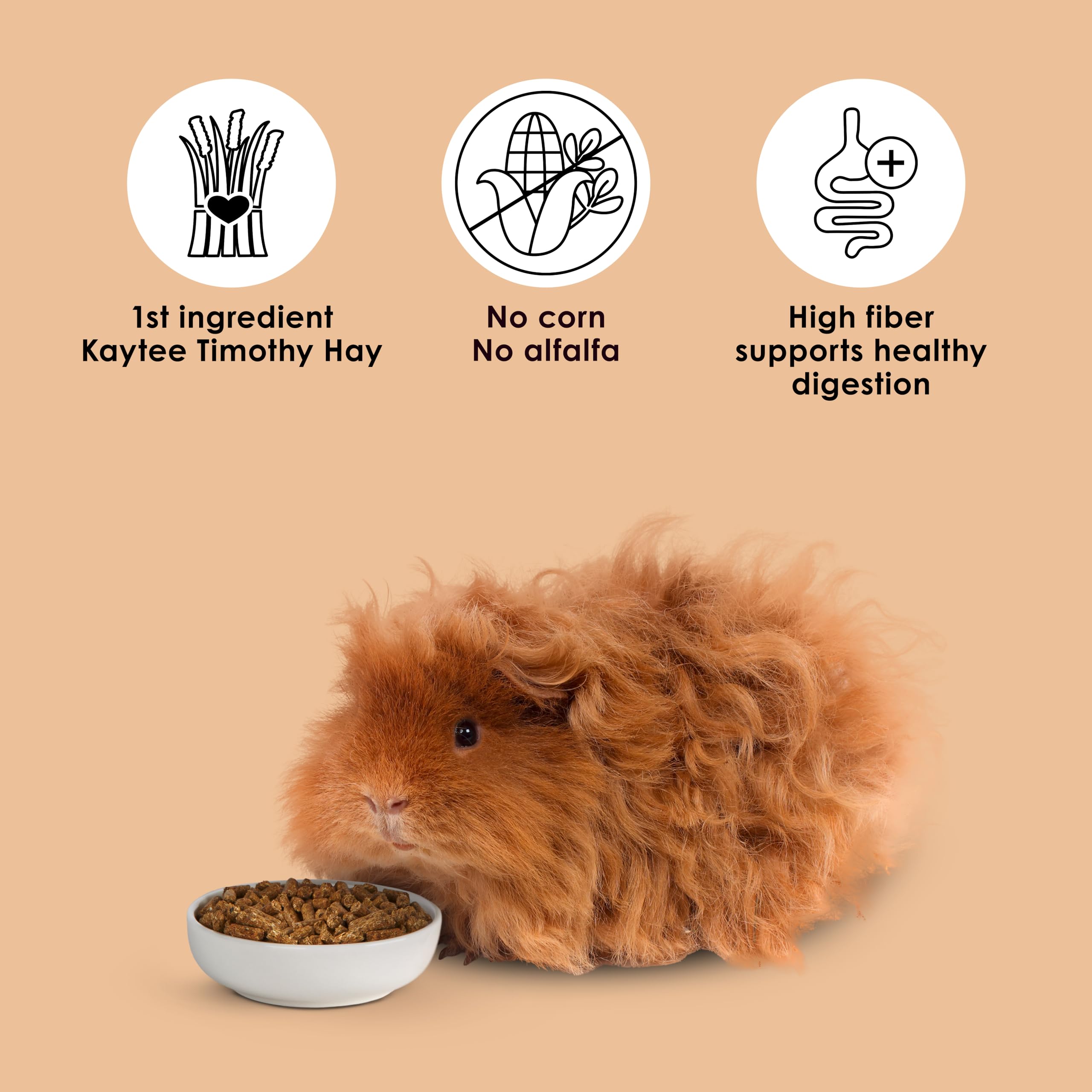 Kaytee cobaya masticando pellets favoreciendo desgaste dental