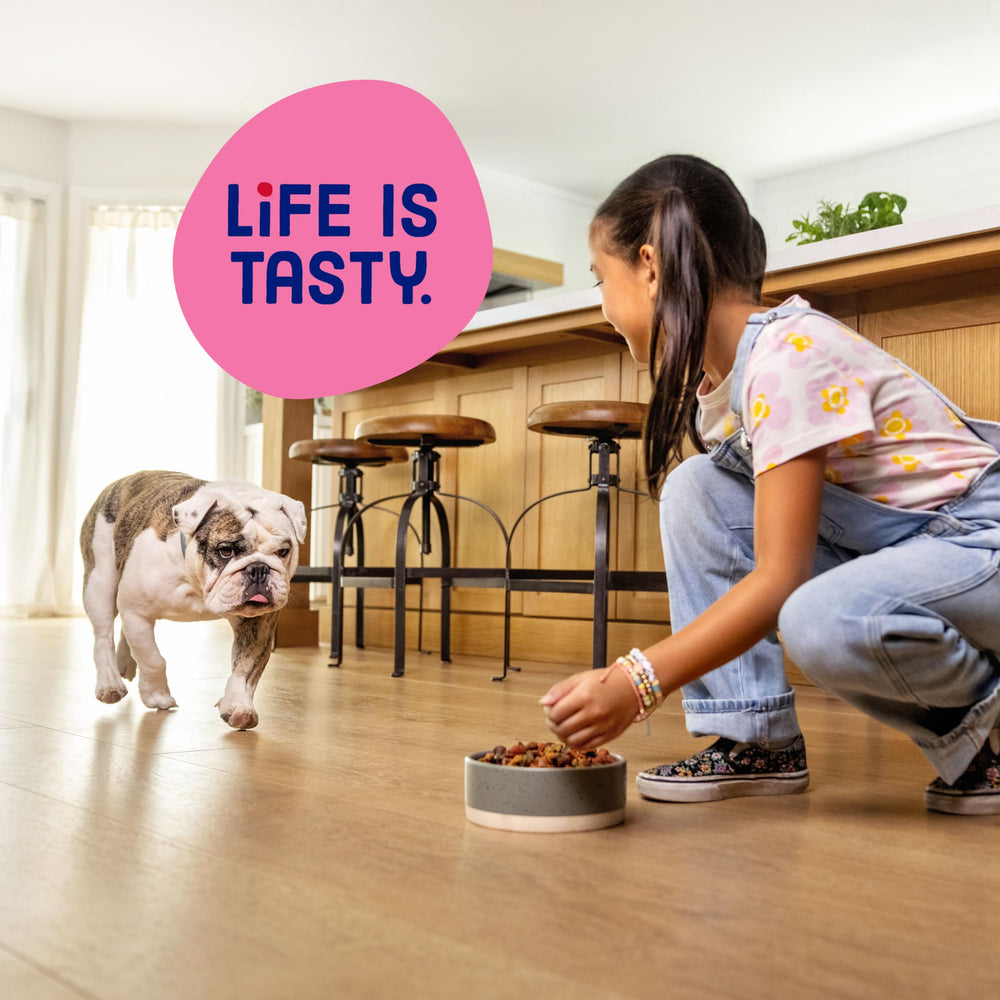 Kibbles 'n Bits perro pequeño comiendo en casa con comida fácil y sabrosa
