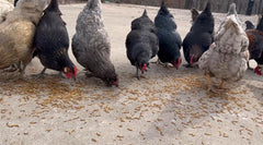 kimoe chickens eating mealworms encouraging active foraging behavior
