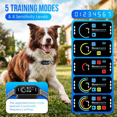 Koguzl collar en uso durante paseo, reduce ladridos y mejora paseos