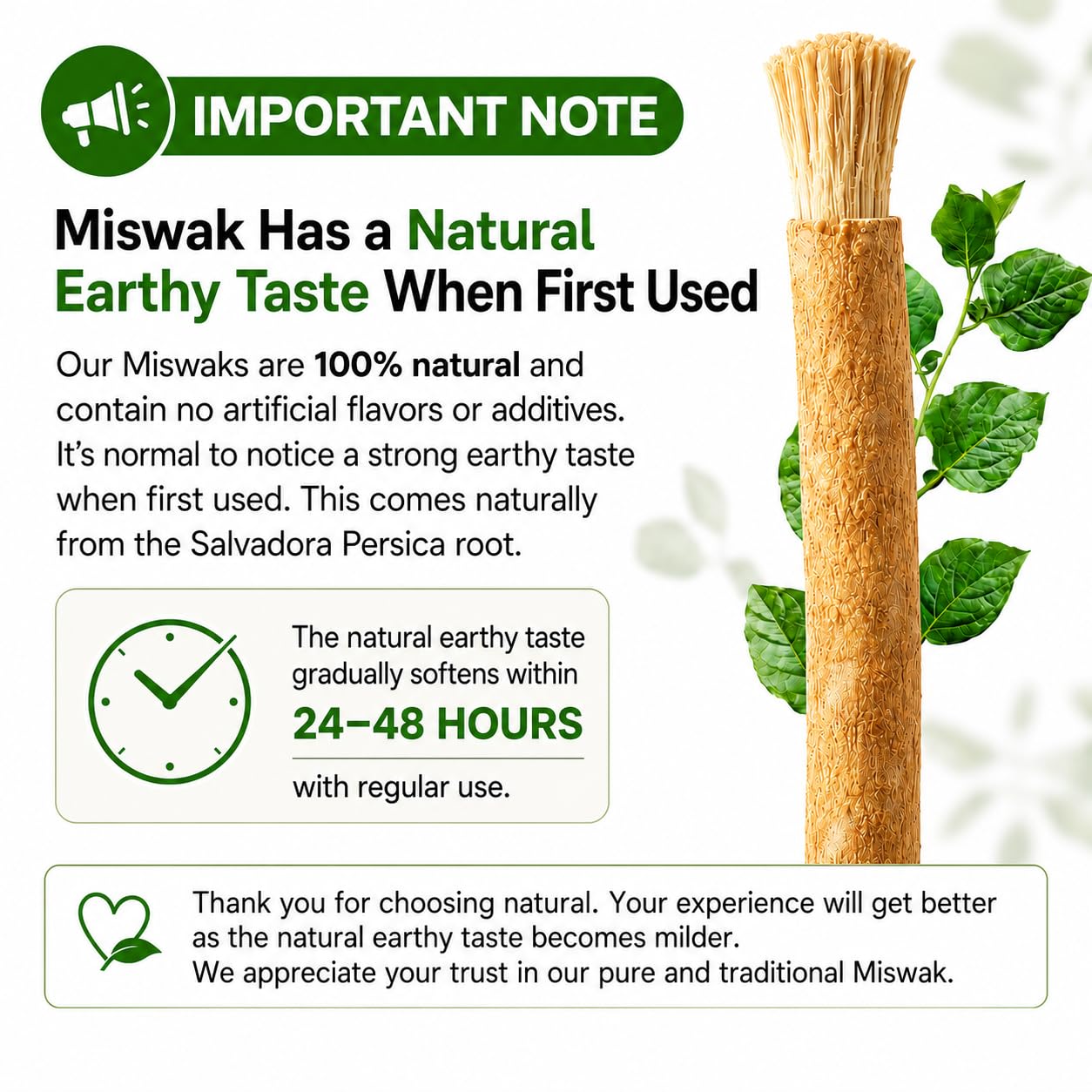 KUZANOX primer plano de fibras abiertas del miswak que facilita limpieza eficaz