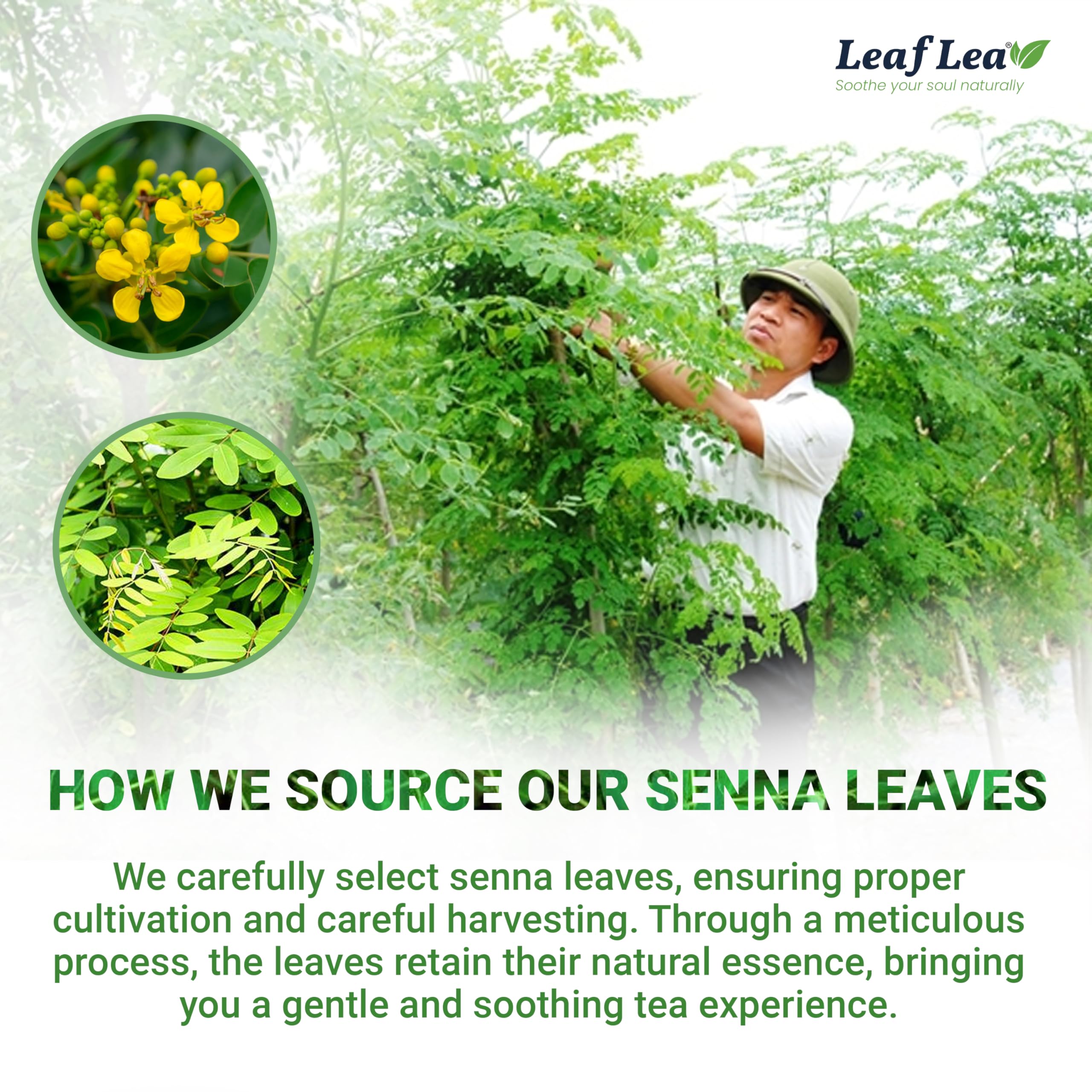 LeafLea filtro de papel sin plástico mostrando construcción ecoamigable