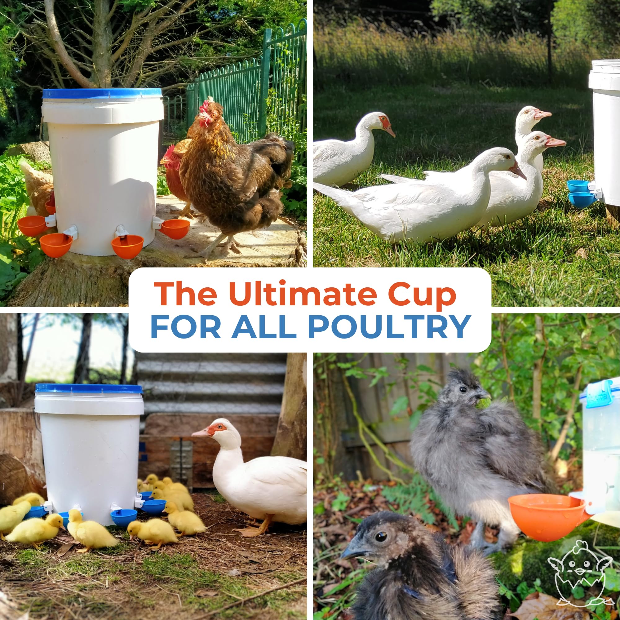 Lil'Clucker set instalado en gallinero con varias aves usando los vasos