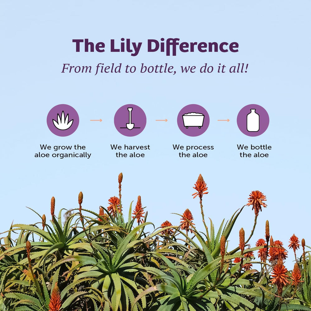 Lily of the Desert en encimera de cocina como bebida diaria saludable