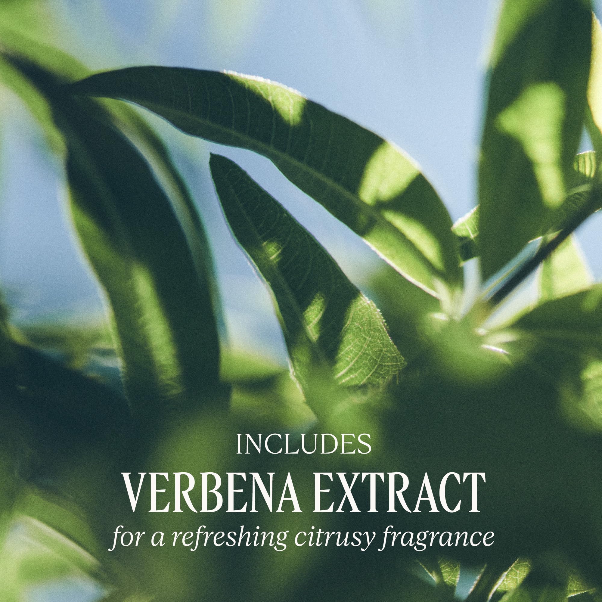 L'OCCITANE jabón verbena comparación tamaño con moneda para referencia práctica