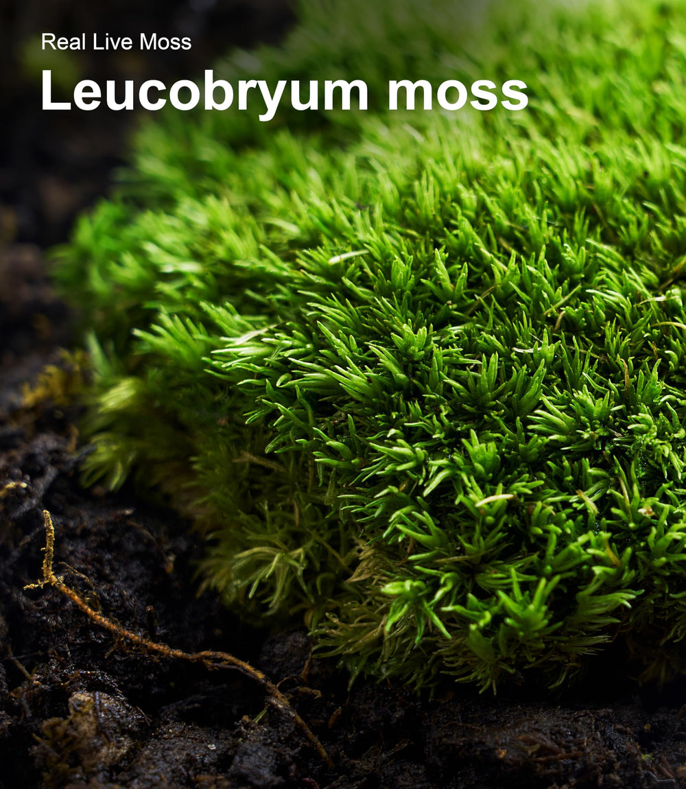 LUCKYRUNES musgo junto a rocas decorativas creando un paisaje naturalizado