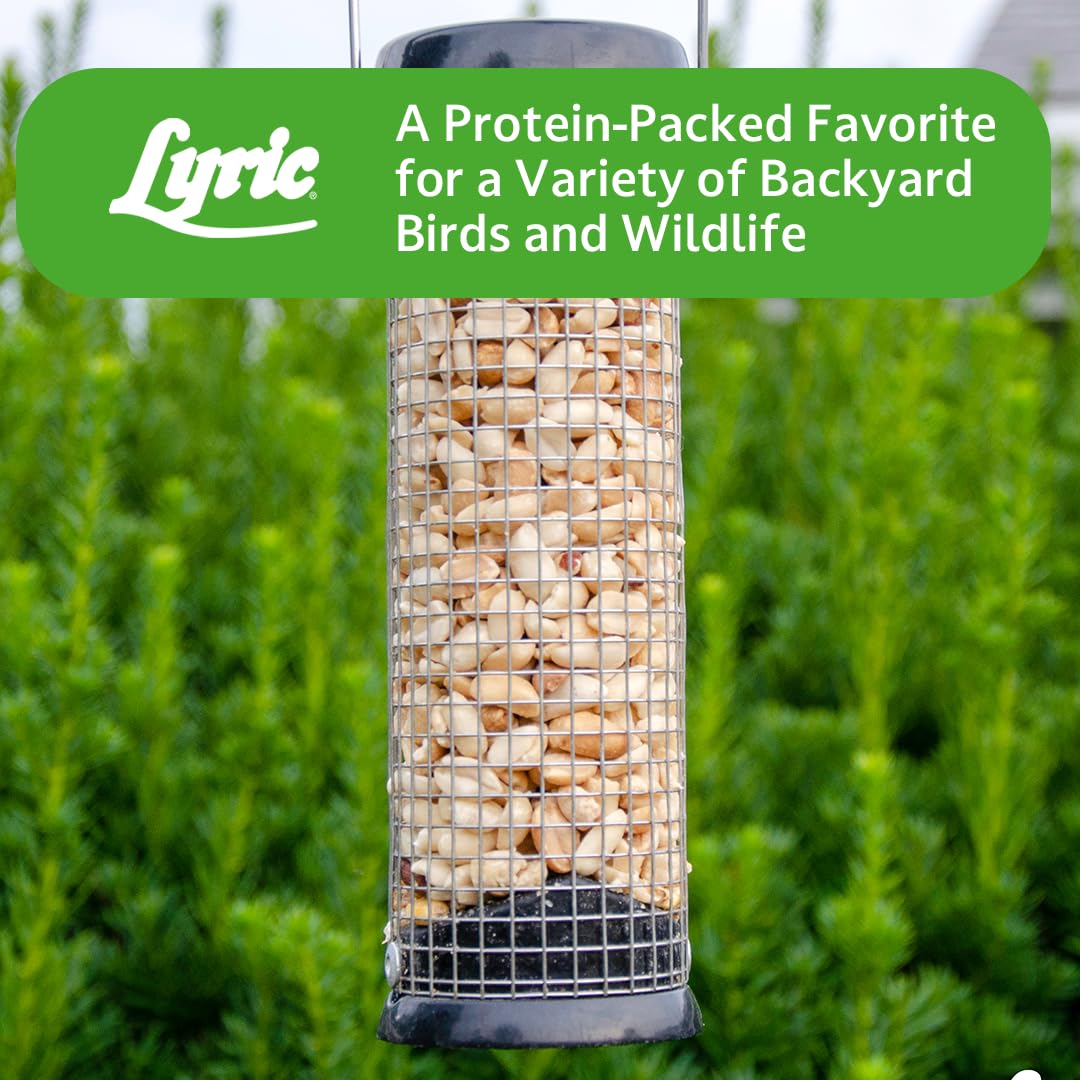 Lyric backyard feeders with visiting birds showing lively garden
