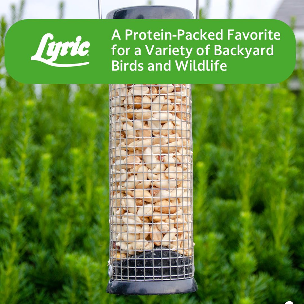 Lyric backyard feeders with visiting birds showing lively garden