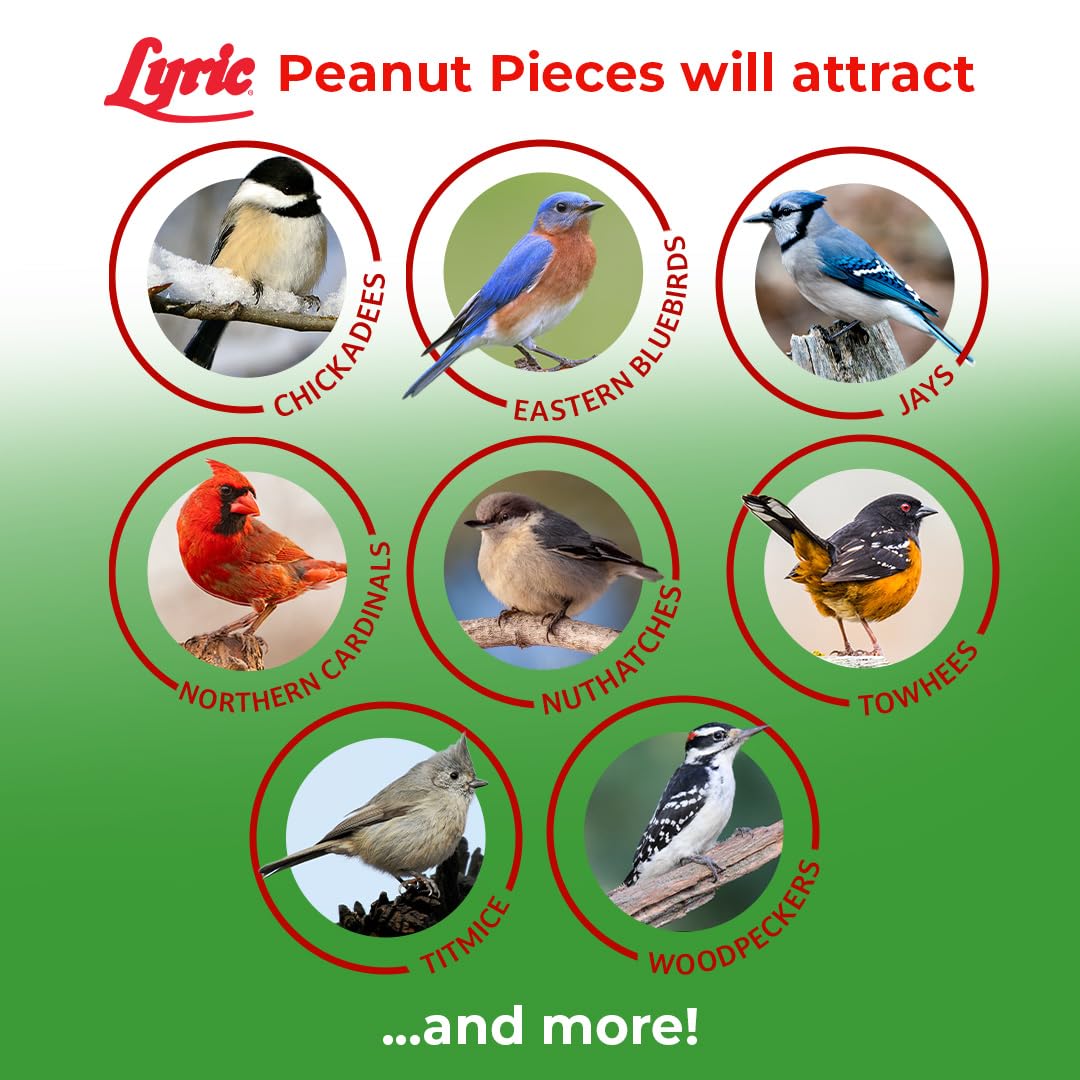Lyric woodpecker feeding on pieces showing bird attraction
