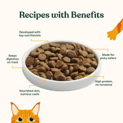 Made by Nacho pienso servido en plato listo para comer, atrae al gato
