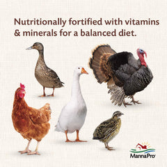 Manna Pro comederos con gallinas y patos comiendo juntos