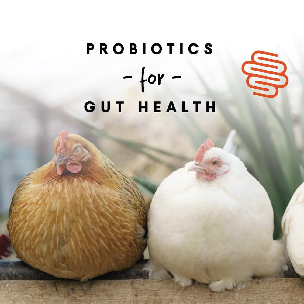 Manna Pro gallina comiendo del comedero, promueve puesta constante