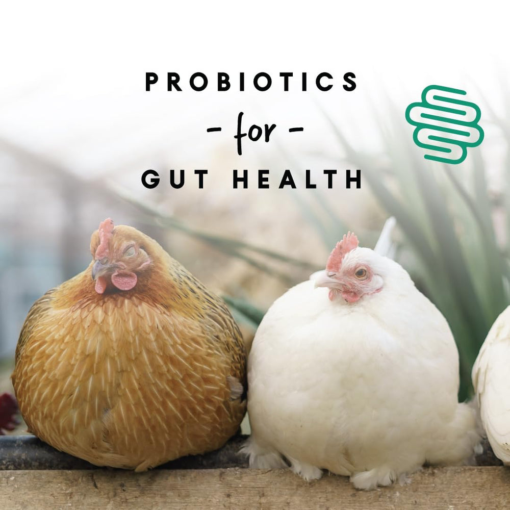Manna Pro gallinas comiendo el alimento, mejora la producción de huevos
