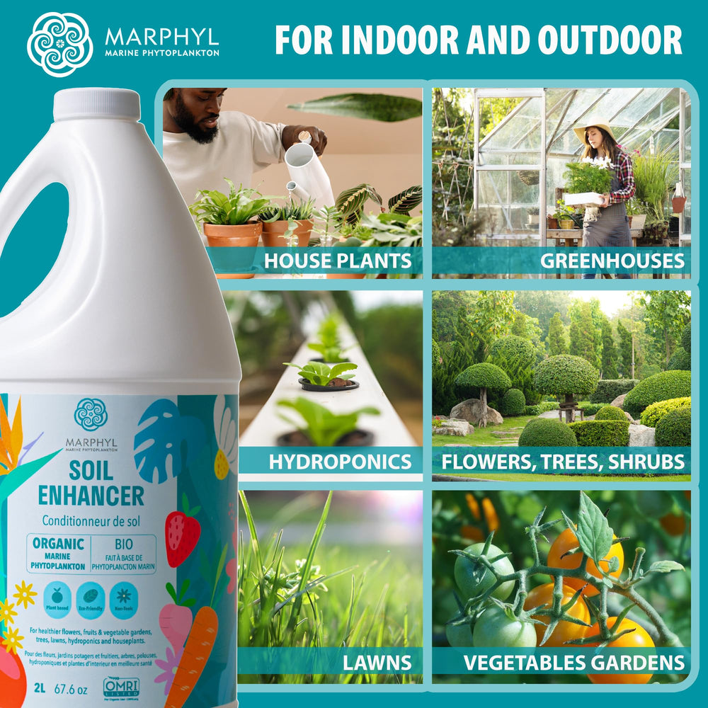 MARPHYL aplicada a planta de interior con hojas verdes, favorece vitalidad foliar en macetas