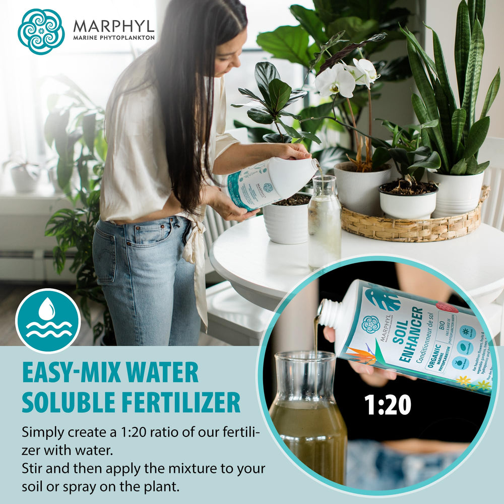 MARPHYL en suculenta mostrando uso suave y dosificación segura para plantas sensibles