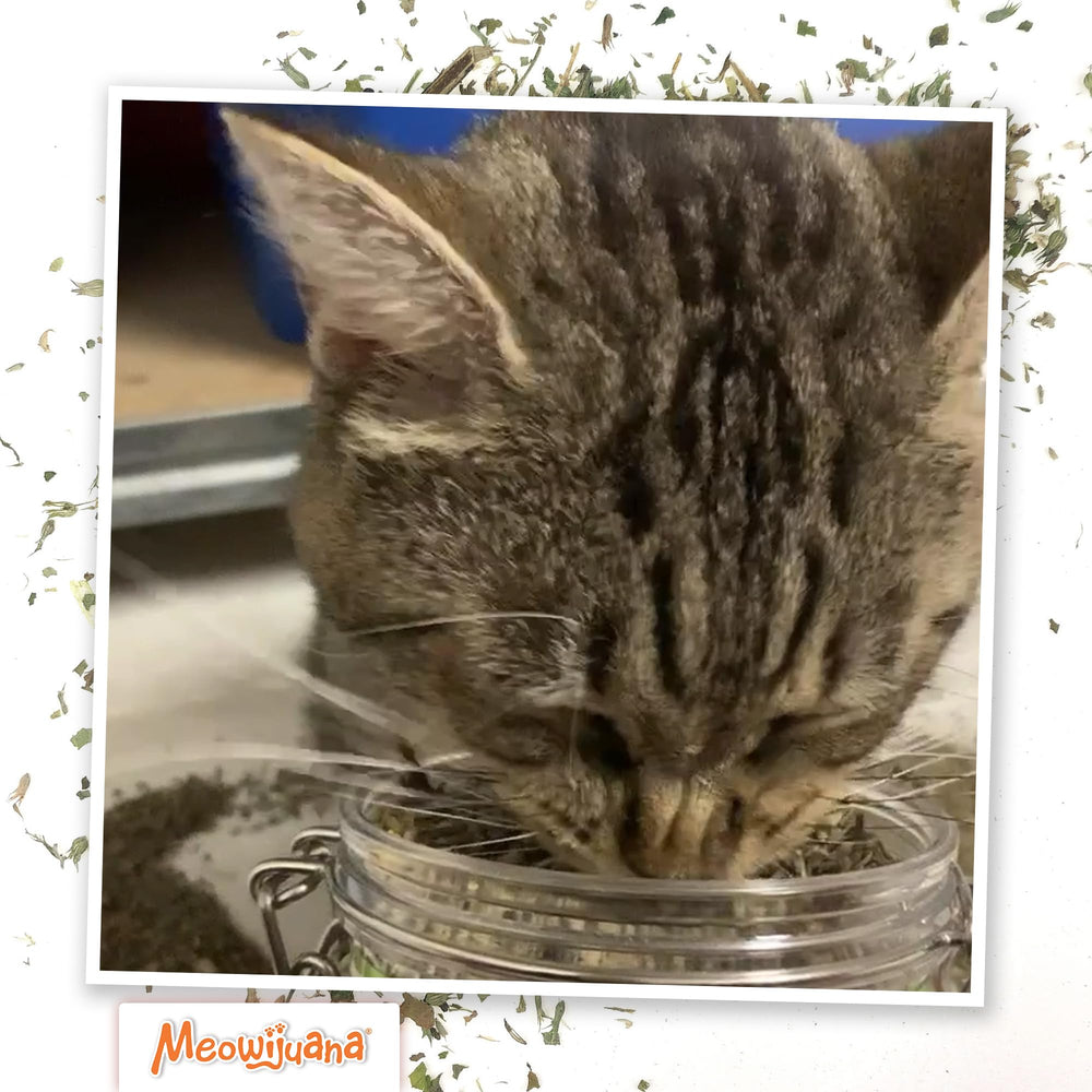 Meowijuana mezcla espolvoreada sobre rascador para estimular arañazos y juego