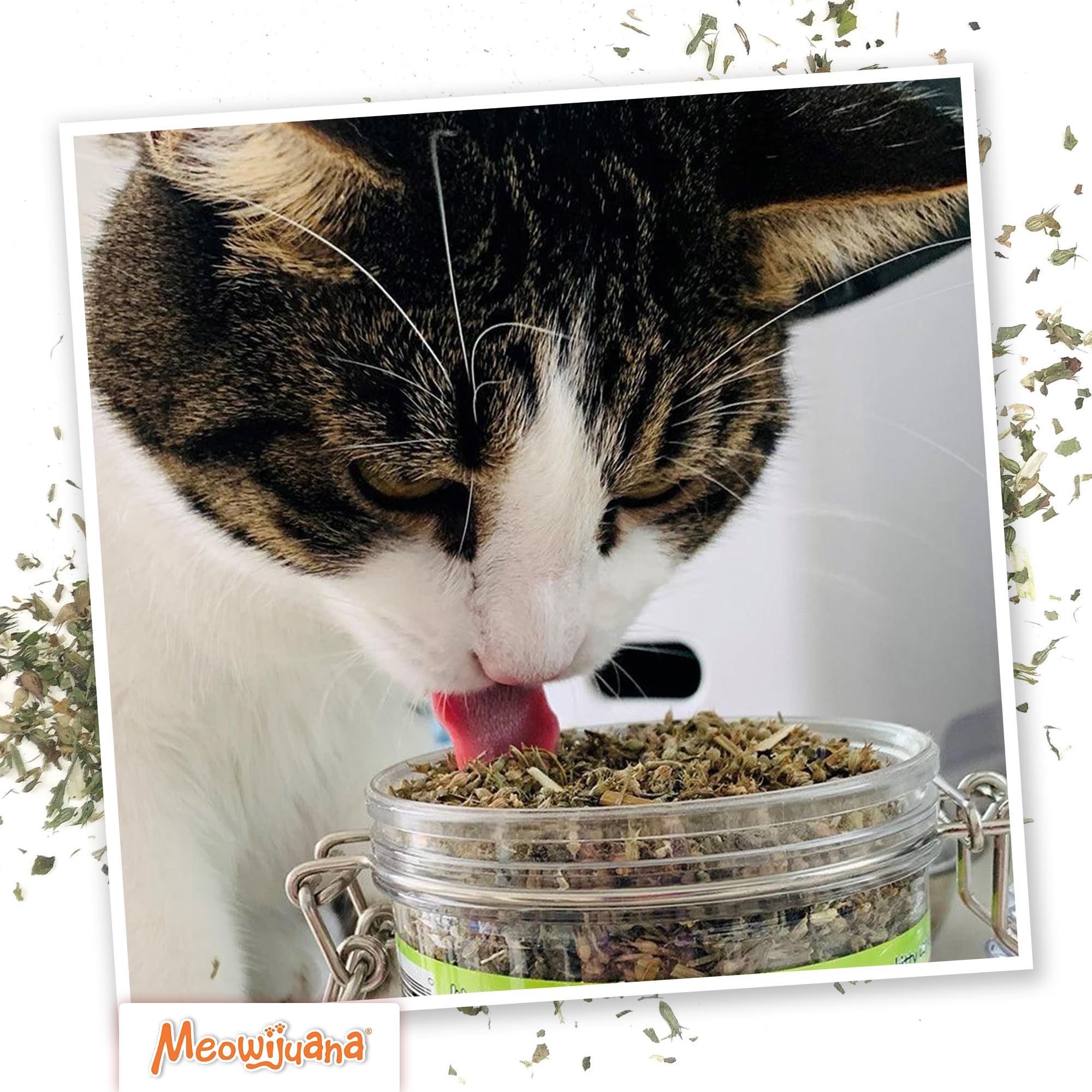 Meowijuana frasco Catnibas junto a una regla para comparar tamaño práctico