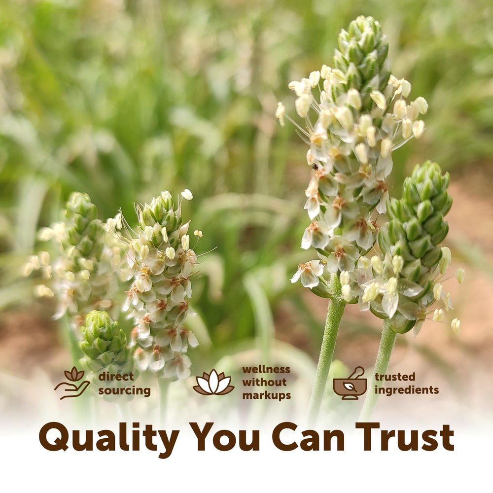 Micro Ingredients masa de pan sin gluten con psyllium como aglutinante