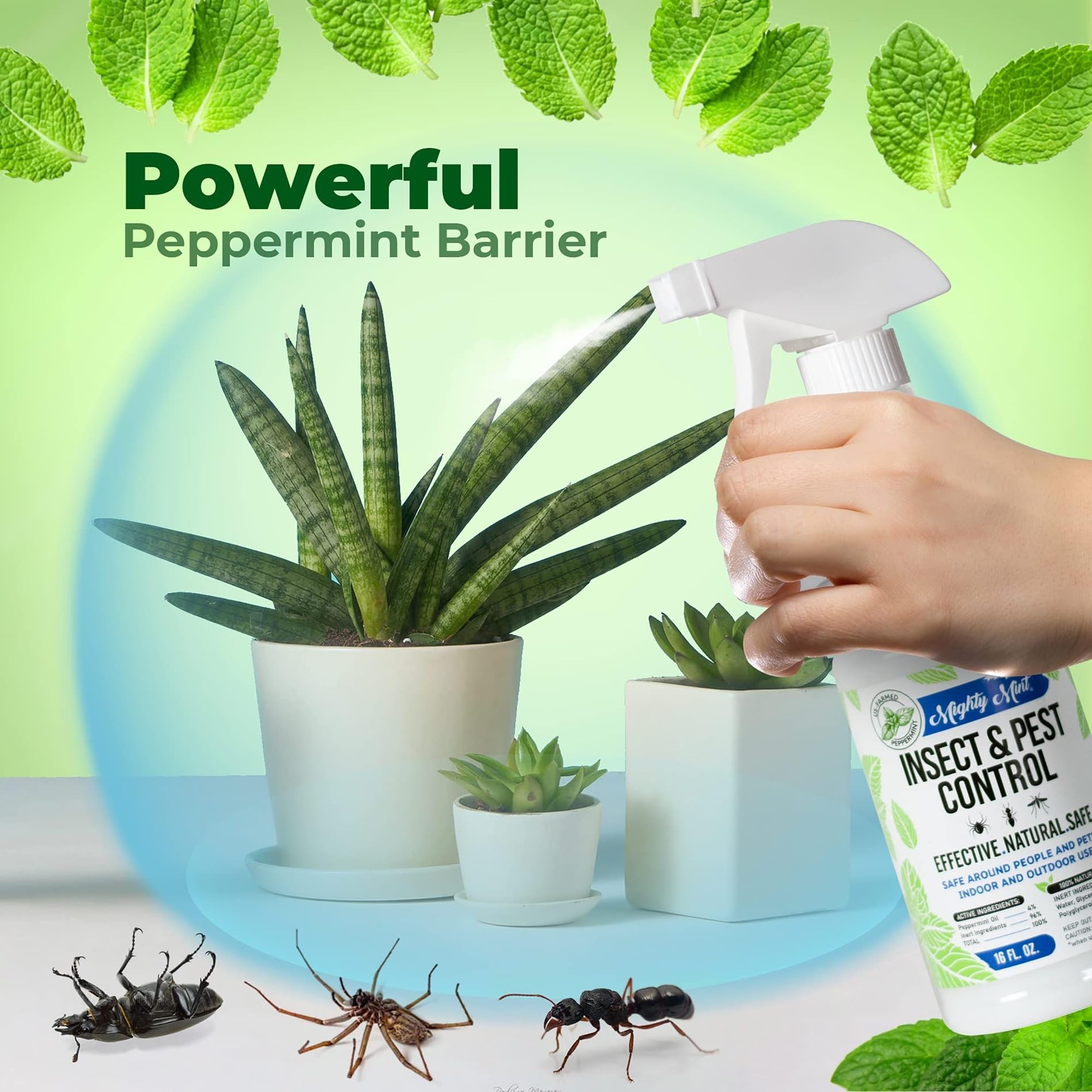 Mighty Mint aplicado en patio cerca de puertas para protección exterior rápida