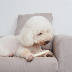 MON2SUN perro pequeño masticando rollo disfrutando del snack