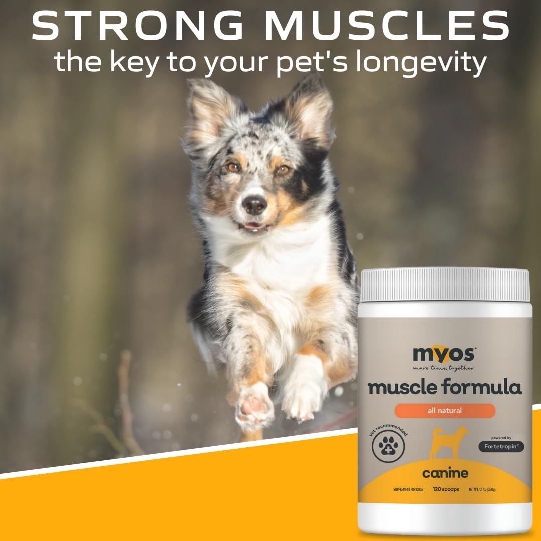 MYOS Canine Muscle Formula uso en recuperación para mantener masa muscular
