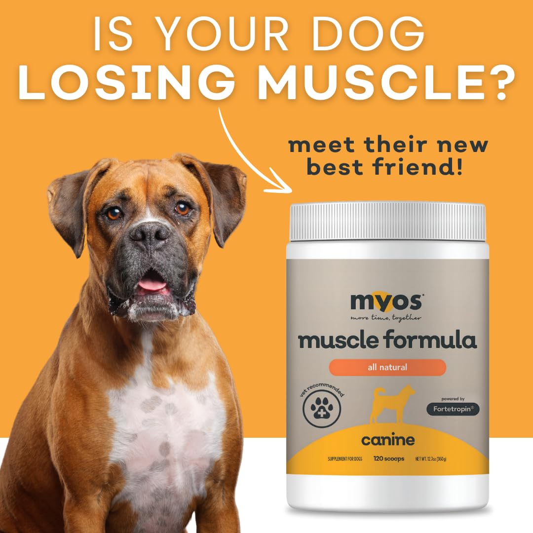 MYOS Canine Muscle Formula bote 360g junto a objeto para referencia de tamaño